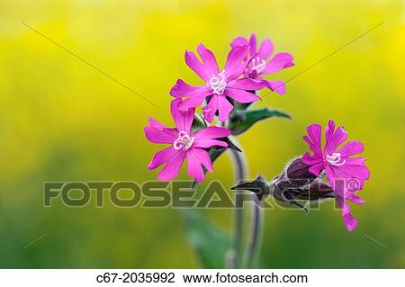 Stock Image - Red Campion Silene dioica and Oilseed Rape field Norfolk UK June.. Fotosearch