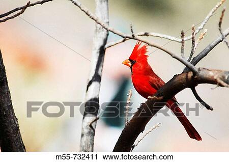Red cardinal View Large Photo Image Stock Image - Red cardinal. Fotosearch