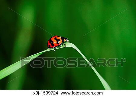 Red color of ladybird, Borneo View Large Photo Image Picture - Red color of ladybird, Borneo. Fotosearch