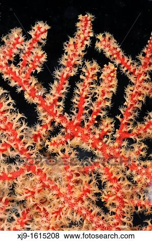 Stock Photo - Red coral. Fotosearch