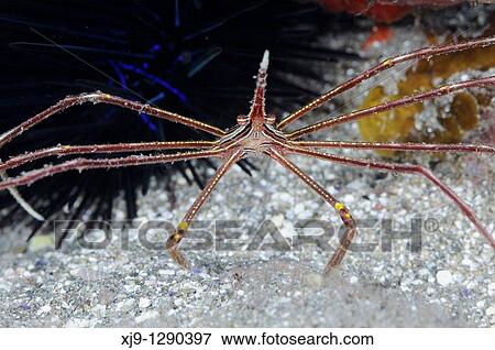 Red crab View Large Photo Image Stock Photo - Red crab. Fotosearch