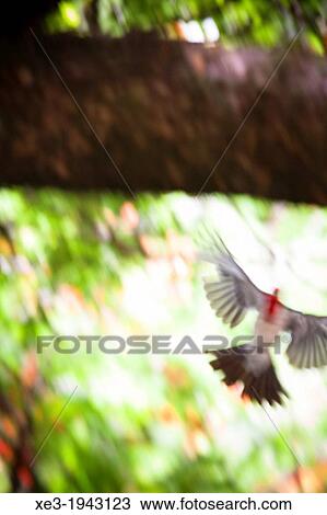 Red-crested Cardinal in flight, Oahu, Hawaii. View Large Photo Image Stock Image - Red-crested Cardinal in flight, Oahu, Hawaii.. Fotosearch