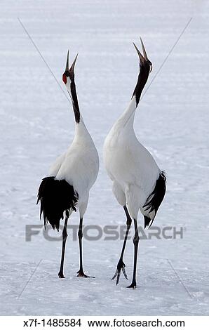 Red-Crowned Crane Grus japonensis, Kushiro Shitsugen National Park, Hokkaido, Japan View Large Photo Image Picture - Red-Crowned Crane Grus japonensis, Kushiro Shitsugen National Park, Hokkaido, Japan. Fotosearch