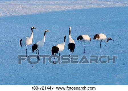 Stock Photo - Red-crowned crane (Grus japonensis). Fotosearch