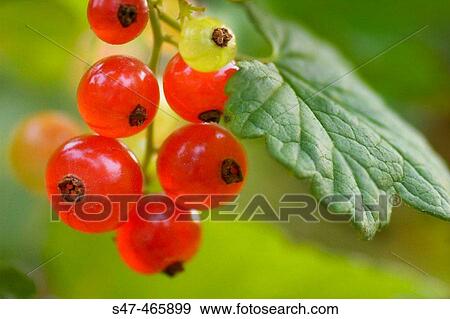 Red Currant Berries Ripe on a Bush. View Large Photo Image Stock Photo - Red Currant Berries Ripe on a Bush.. Fotosearch