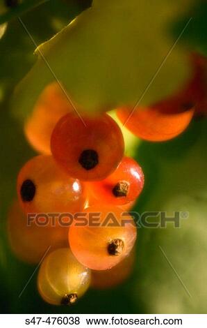 Red currant berries ripening on a bush (Ribes rubrum). Maryland, USA View Large Photo Image Stock Photo - Red currant berries ripening on a bush (Ribes rubrum). Maryland, USA. Fotosearch