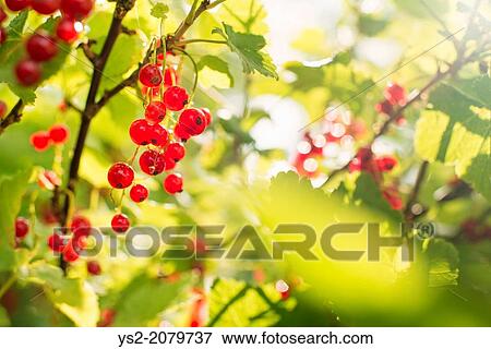 Red currants (Ribes rubrum) growing in a garden. View Large Photo Image Stock Photo - Red currants (Ribes rubrum) growing in a garden.. Fotosearch