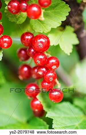 Red currants (Ribes rubrum) growing in a garden. View Large Photo Image Stock Photo - Red currants (Ribes rubrum) growing in a garden.. Fotosearch