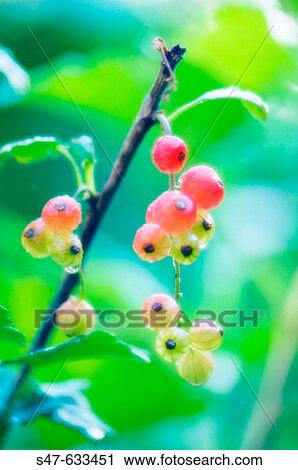 Red currants. Ribes rubrum. June 2006. Maryland, USA. View Large Photo Image Stock Image - Red currants. Ribes rubrum. June 2006. Maryland, USA.. Fotosearch