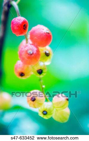 Red currants. Ribes rubrum. June 2006. Maryland, USA. View Large Photo Image Stock Image - Red currants. Ribes rubrum. June 2006. Maryland, USA.. Fotosearch