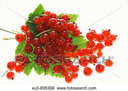 Red currants View Large Photo Image Stock Photo - Red currants. Fotosearch