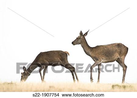 Red Deer (Cervus elaphus), Cabaeros, Ciudad Real, Castilla la Mancha, Spain View Large Photo Image Picture - Red Deer (Cervus elaphus), Cabaeros, Ciudad Real, Castilla la Mancha, Spain. Fotosearch