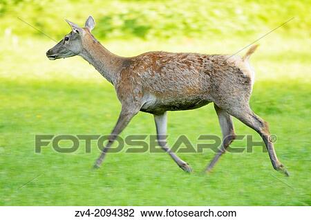 Red deer (Cervus elaphus) female running on a meadow View Large Photo Image Stock Image - Red deer (Cervus elaphus) female running on a meadow. Fotosearch