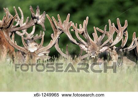 Stock Photography - Red Deer Cervus elaphus, herd of stags resting, Germany. Fotosearch