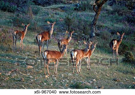 Red Deer Cervus elaphus hinds and fawns alert,, Alentejo, Portugal View Large Photo Image Stock Image - Red Deer Cervus elaphus hinds and fawns alert,, Alentejo, Portugal. Fotosearch