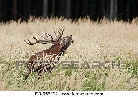 Red deer (Cervus elaphus), male, call, calling, rut, rutting View Large Photo Image Stock Image - Red deer (Cervus elaphus), male, call, calling, rut, rutting. Fotosearch