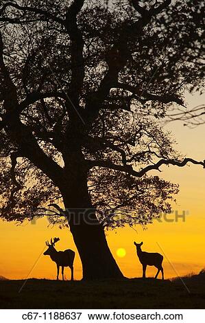 Red Deer Cervus elaphus Norfolk View Large Photo Image Stock Photo - Red Deer Cervus elaphus Norfolk. Fotosearch