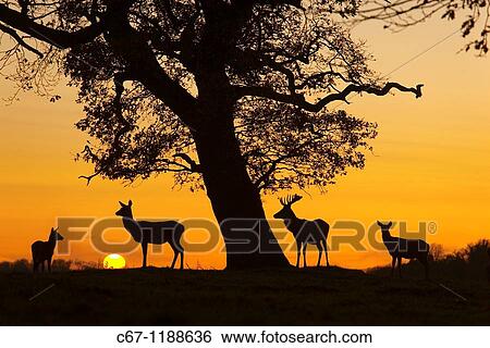 Red Deer Cervus elaphus Norfolk View Large Photo Image Stock Photograph - Red Deer Cervus elaphus Norfolk. Fotosearch
