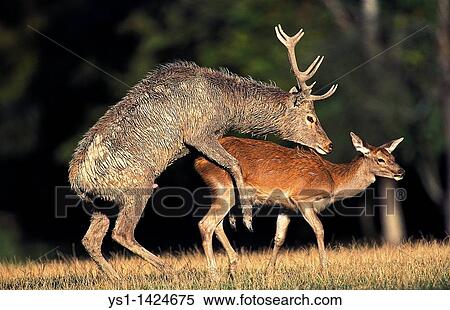 RED DEER cervus elaphus, PAIR MATING, FRANCE View Large Photo Image Stock Photography - RED DEER cervus elaphus, PAIR MATING, FRANCE. Fotosearch