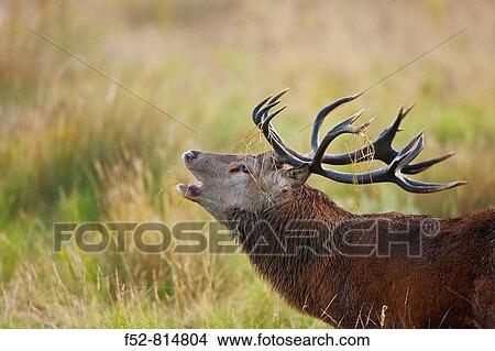 Red Deer (Cervus elaphus) View Large Photo Image Picture - Red Deer (Cervus elaphus). Fotosearch