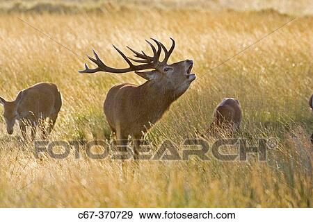 Red Deer (Cervus elaphus). Richmond Park. Surrey. England View Large Photo Image Stock Photo - Red Deer (Cervus elaphus). Richmond Park. Surrey. England. Fotosearch