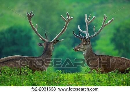 Red deer (Cervus elaphus). Saja Natural Park, Cantabria, Spain View Large Photo Image Stock Photo - Red deer (Cervus elaphus). Saja Natural Park, Cantabria, Spain. Fotosearch