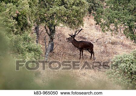 Red Deer (Cervus elaphus), Sierra de Andjar, Andalusia, Spain View Large Photo Image Stock Image - Red Deer (Cervus elaphus), Sierra de Andjar, Andalusia, Spain. Fotosearch