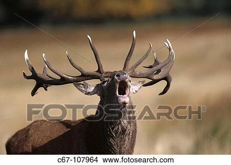 Red Deer (Cervus elaphus) stag View Large Photo Image Picture - Red Deer (Cervus elaphus) stag. Fotosearch
