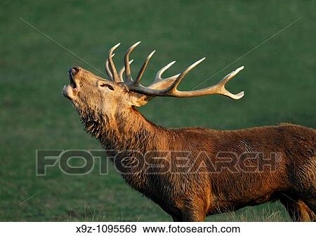 Red deer (Cervus elaphus), stag roaring. Moselle, Lorraine, France View Large Photo Image Stock Photo - Red deer (Cervus elaphus), stag roaring. Moselle, Lorraine, France. Fotosearch