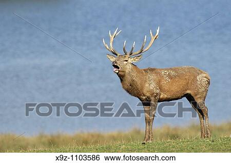 Red deer (Cervus elaphus), stag roaring. Moselle, Lorraine, France View Large Photo Image Stock Photograph - Red deer (Cervus elaphus), stag roaring. Moselle, Lorraine, France. Fotosearch