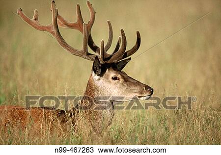 Red deer (Cervus elaphus). Stag, velvet on antlers/horns grassland. Rhon mountains. Lower Mountain Ranges. Germany. View Large Photo Image Stock Image - Red deer (Cervus elaphus). Stag, velvet on antlers/horns grassland. Rhon mountains. Lower Mountain Ranges. Germany.. Fotosearch