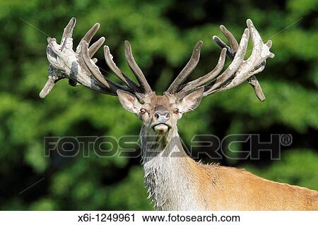 Stock Image - Red Deer Cervus elaphus, stag with velvet on antlers, alert, Germany. Fotosearch
