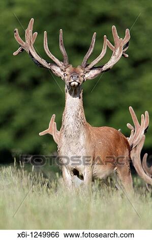 Red Deer Cervus elaphus, stag with velvet on antlers, alert, Germany View Large Photo Image Stock Photograph - Red Deer Cervus elaphus, stag with velvet on antlers, alert, Germany. Fotosearch