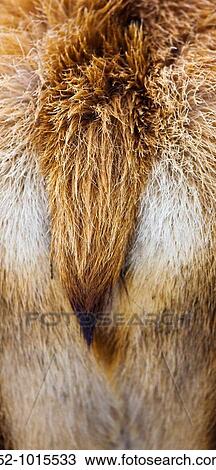 Red Deer. Cervus elaphus. View Large Photo Image Stock Image - Red Deer. Cervus elaphus.. Fotosearch