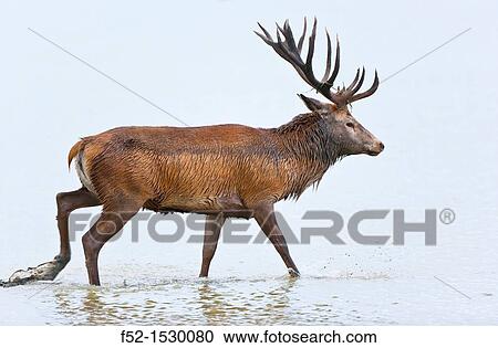 RED DEER Cervus elaphus. View Large Photo Image Stock Image - RED DEER Cervus elaphus.. Fotosearch