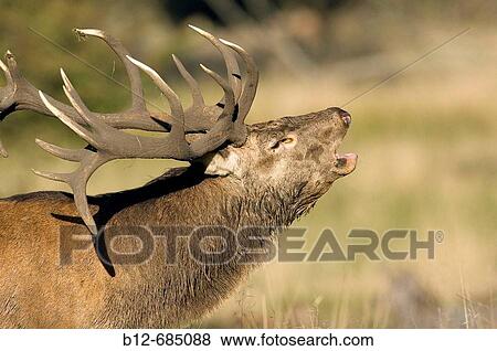 Stock Photo - Red Deer (Cervus elaphus). Fotosearch
