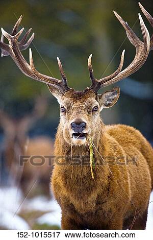 Red Deer (Cervus elaphus). View Large Photo Image Stock Photo - Red Deer (Cervus elaphus).. Fotosearch