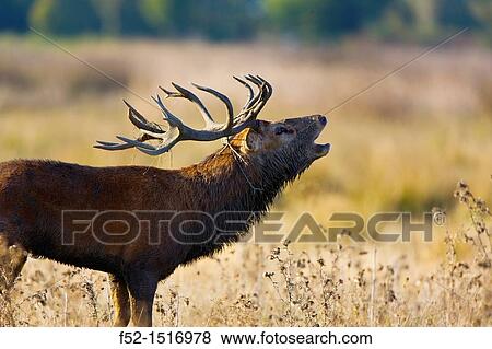 RED DEER Cervus elaphus. View Large Photo Image Stock Photo - RED DEER Cervus elaphus.. Fotosearch