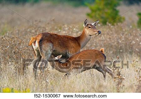 RED DEER Cervus elaphus. View Large Photo Image Stock Photo - RED DEER Cervus elaphus.. Fotosearch