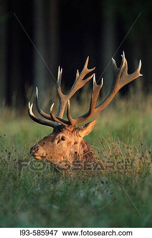 Red deer (Cervus elaphus) View Large Photo Image Stock Photo - Red deer (Cervus elaphus). Fotosearch