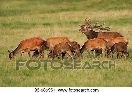 Red deer (Cervus elaphus) View Large Photo Image Stock Photo - Red deer (Cervus elaphus). Fotosearch