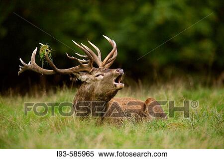 Stock Photography - Red deer (Cervus elaphus). Fotosearch