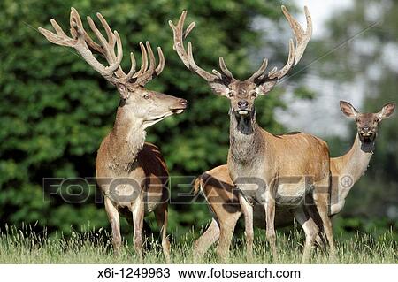 Red Deer Cervus elaphus, two stags with hind, Germany View Large Photo Image Stock Image - Red Deer Cervus elaphus, two stags with hind, Germany. Fotosearch