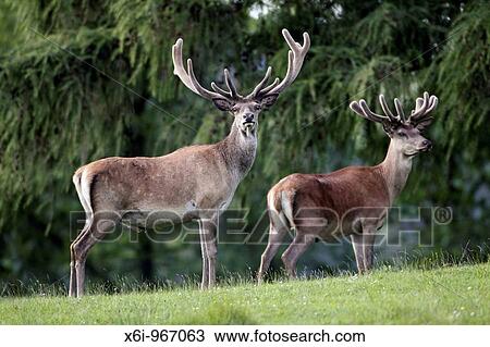 Red Deer Cervus elaphus, two stags with velvet on antlers in summer, Germany View Large Photo Image Stock Image - Red Deer Cervus elaphus, two stags with velvet on antlers in summer, Germany. Fotosearch