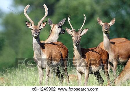 Red Deer Cervus elaphus, two young stags, Germany View Large Photo Image Stock Image - Red Deer Cervus elaphus, two young stags, Germany. Fotosearch
