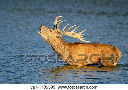 Red deer cervus elephus bathing in lake during rutting season, Rhodes animal's park, Moselle, Lorraine region, France, Europe View Large Photo Image Stock Photo - Red deer cervus elephus bathing in lake during rutting season, Rhodes animal's park, Moselle, Lorraine region, France, Europe. Fotosearch