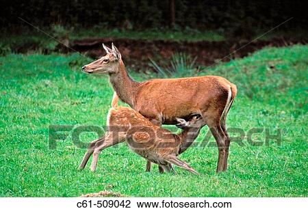 Red Deer, female nursing young, (Cervus elaphus). View Large Photo Image Stock Image - Red Deer, female nursing young, (Cervus elaphus).. Fotosearch