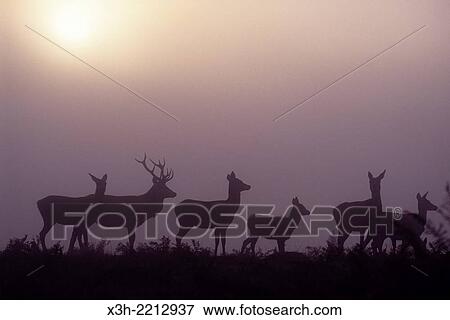 red deer herd, West Midlands, England, United Kingdom, Europe. View Large Photo Image Stock Photo - red deer herd, West Midlands, England, United Kingdom, Europe.. Fotosearch