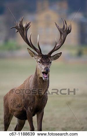 Red Deer Holkham Park Norfolk View Large Photo Image Stock Photo - Red Deer Holkham Park Norfolk. Fotosearch