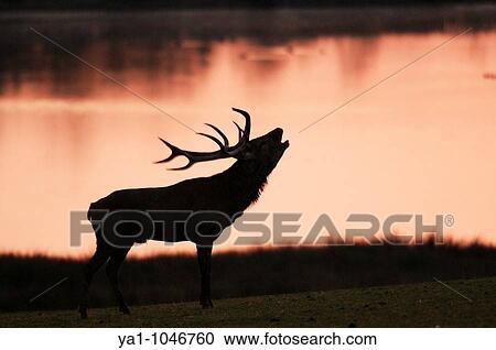 Red deer male (Cervus elaphus) roaring in the morning light near a lake. Moselle, Lorraine, France View Large Photo Image Stock Image - Red deer male (Cervus elaphus) roaring in the morning light near a lake. Moselle, Lorraine, France. Fotosearch